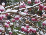 20150101雪の元旦2