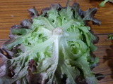 20130528赤オークリーフ2