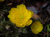20120306福寿草1