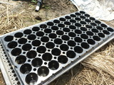 20120817植え終わりキュウリ