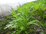 20130201わさび菜