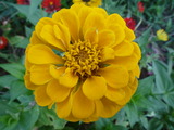 20120815百日草1