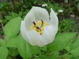 20130419ヤマシャクヤク