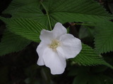 20120430白の山吹