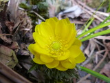 20130304福寿草