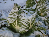 20111226ハクサイ雪1