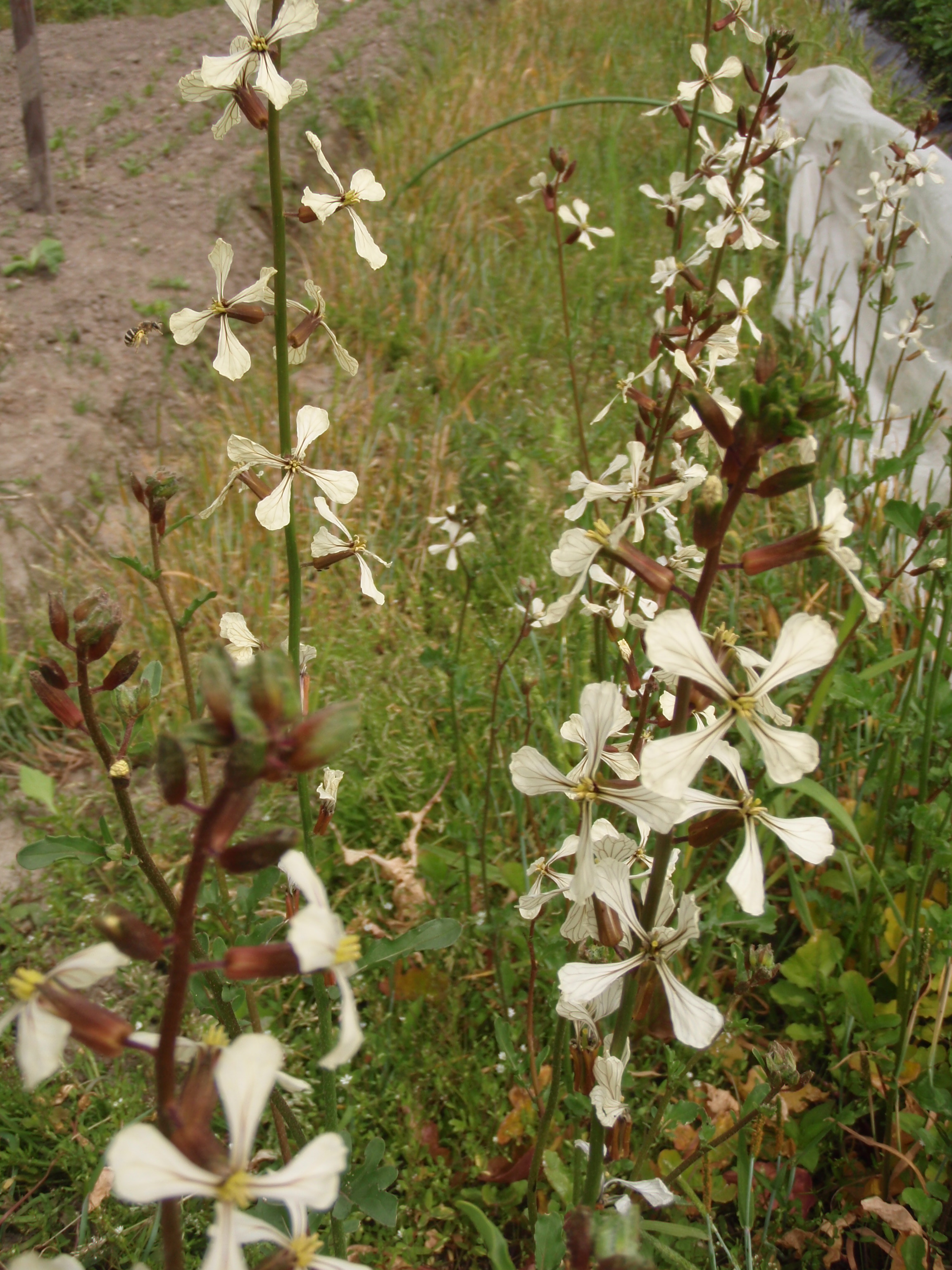 ルッコラの花 兵庫県三田市の採れたてお野菜 お米のおおにし農園