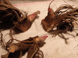 20120406ウド切り