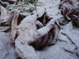 20111226トレビス雪2