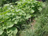 6/5野菜くず置き場に