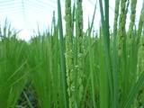 20130825稲の花