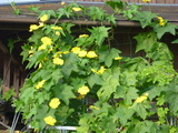 20130810ヘチマ2