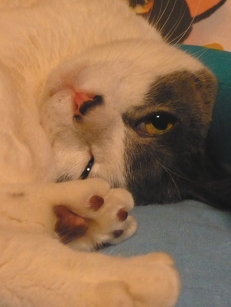 ちーちくりん