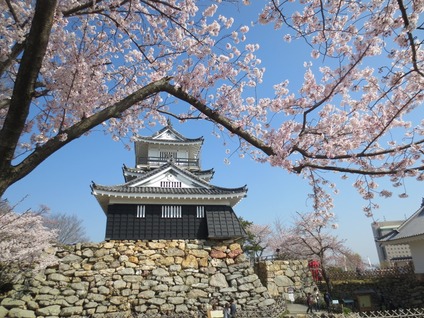 浜松城天守閣桜