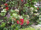 ペレの花