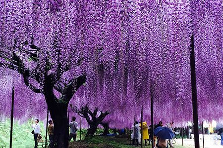 wisteria_spt02_pht01