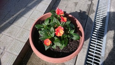 orange