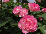 DSC05288_01