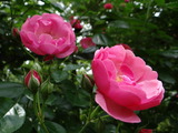 DSC05311_01
