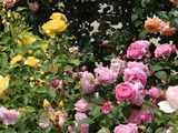 DSC05323