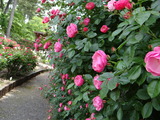 DSC05313