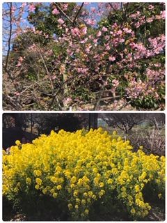 ume2