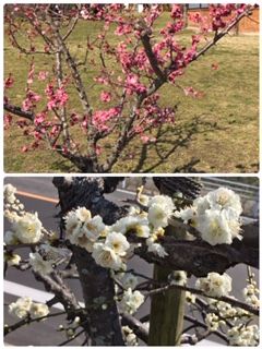 ume