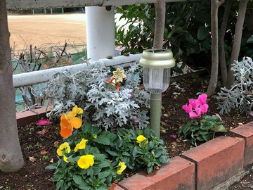 クリスマスの花壇3