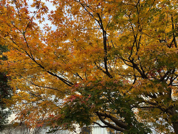 紅葉