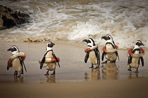 浮き輪ペンギン