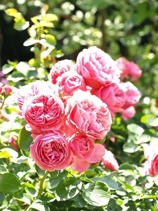 ダビンチ6月下旬_11