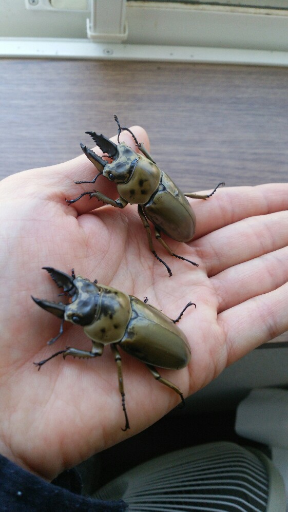 モセリオウゴンオニ羽化♂ : たくのクワバカ日誌