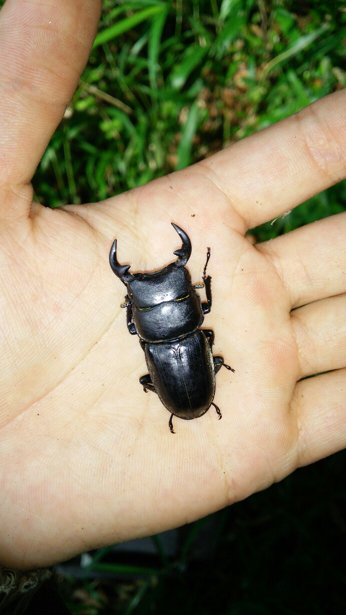 2016年オオクワガタ採集（樹液） : たくのクワバカ日誌