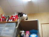 降り正八