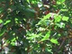 S-P1000021-E