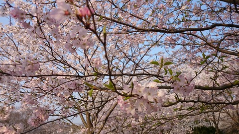 風頭桜