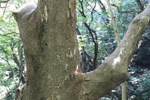 iwakura_3