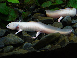 320px-Ambystoma_mexicanum_001_-_Faunia