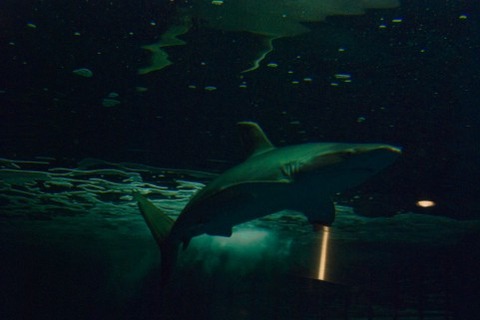 a0007_000345