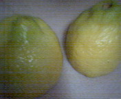 fresh2
