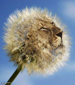 photoshop_animals_01