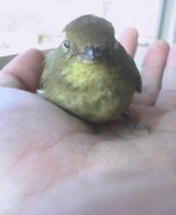 手の平の小鳥サン