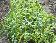 P1010431