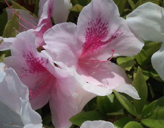 CA3D0923