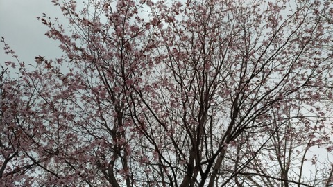 P_20180505_123755_vHDR_Auto