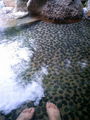 asiyu