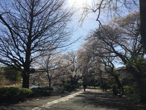 sakura4