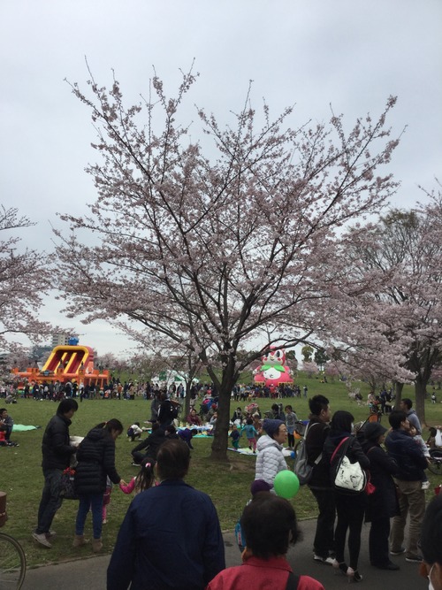 千本桜祭り
