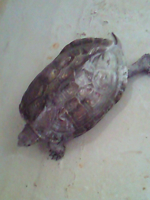 かめ吉