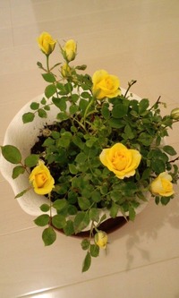 110531_0753~01